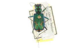 Image of Sagebrush Tiger Beetle