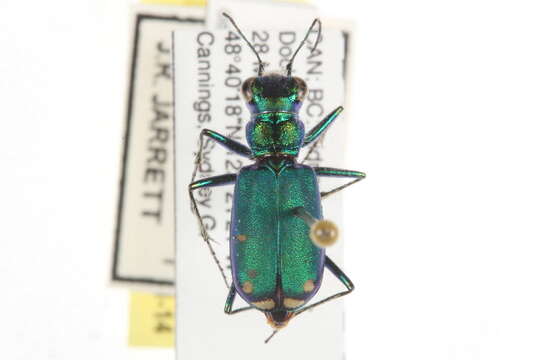 Image of Sagebrush Tiger Beetle