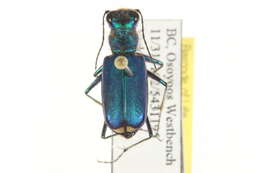 Image of Sagebrush Tiger Beetle