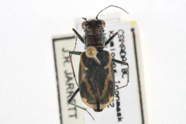 Sivun Cylindera (Cylindera) terricola (Say 1824) kuva