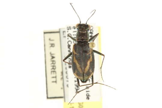 Sivun Cylindera (Cylindera) terricola (Say 1824) kuva