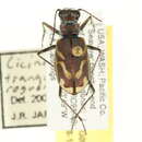 Image of Cicindela tranquebarica roguensis