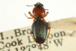 Sivun Akephorus obesus (Le Conte 1863) kuva