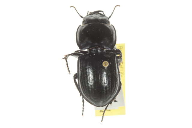 Image of Pasimachus (Pasimachus) marginatus (Fabricius 1787)