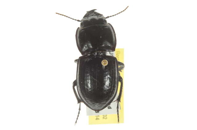 Image of Pasimachus (Pasimachus) marginatus (Fabricius 1787)