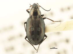 Bembidion (Bracteon) alaskense Lindroth 1962的圖片