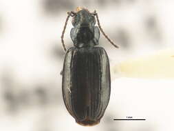 Image of Bembidion (Plataphus) arcticum Lindroth 1963