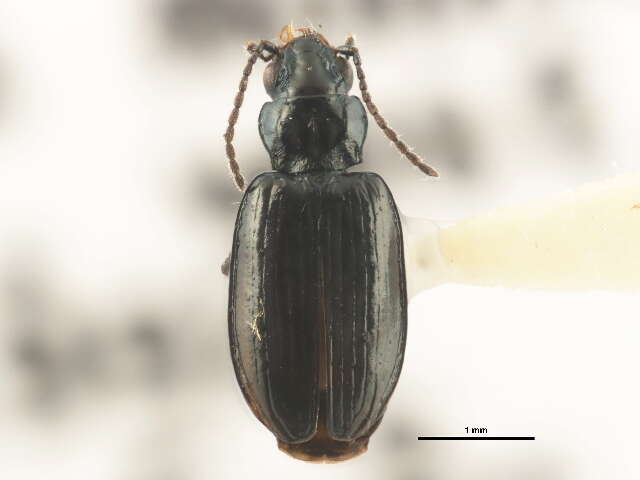 Image of Bembidion (Plataphus) arcticum Lindroth 1963