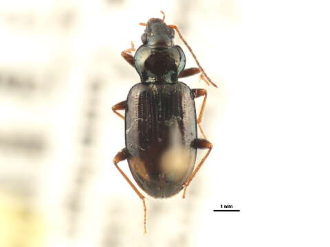 Bembidion (Asioperyphus) bimaculatum (Kirby 1837)的圖片