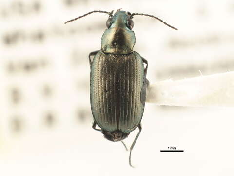 Image of Bembidion (Odontium) bowditchii Le Conte 1878