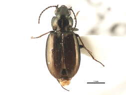 Image of Bembidion (Plataphus) breve (Motschulsky 1845)