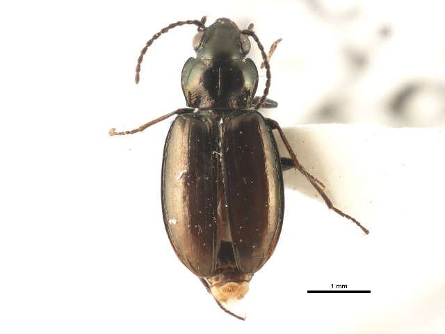 Image of Bembidion (Plataphus) breve (Motschulsky 1845)