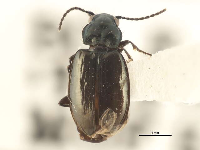 Image of Bembidion (Plataphus) breve (Motschulsky 1845)