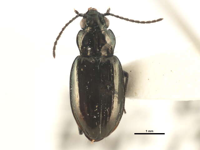 Image of Bembidion (Plataphus) breve (Motschulsky 1845)