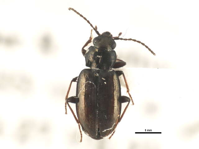 Image of Bembidion (Plataphus) breve (Motschulsky 1845)