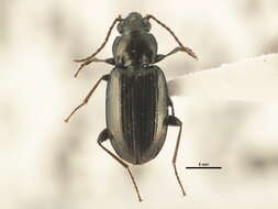 Bembidion (Notaphus) coloradense Hayward 1897的圖片