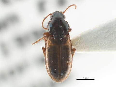 Image of <i>Bembidion ephippigerum</i>