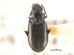 Image of Bembidion (Plataphus) farrarae Hatch 1950