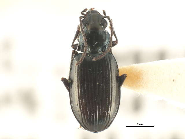 Image of Bembidion (Plataphus) farrarae Hatch 1950