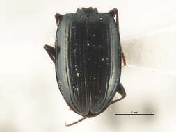 Image of Bembidion (Plataphus) farrarae Hatch 1950