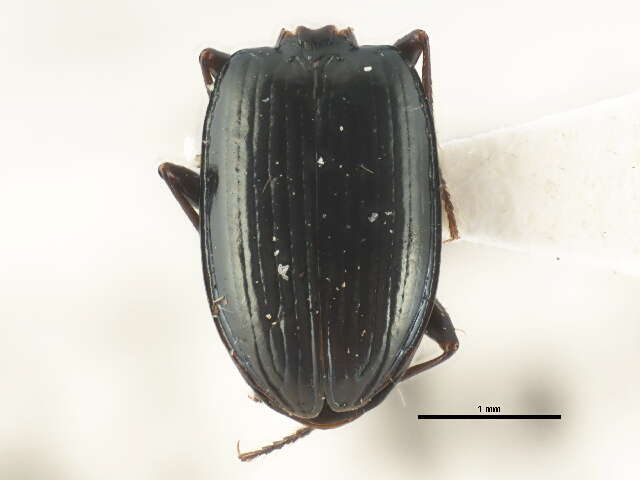 Image of Bembidion (Plataphus) farrarae Hatch 1950