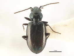 Image of Bembidion (Plataphus) farrarae Hatch 1950