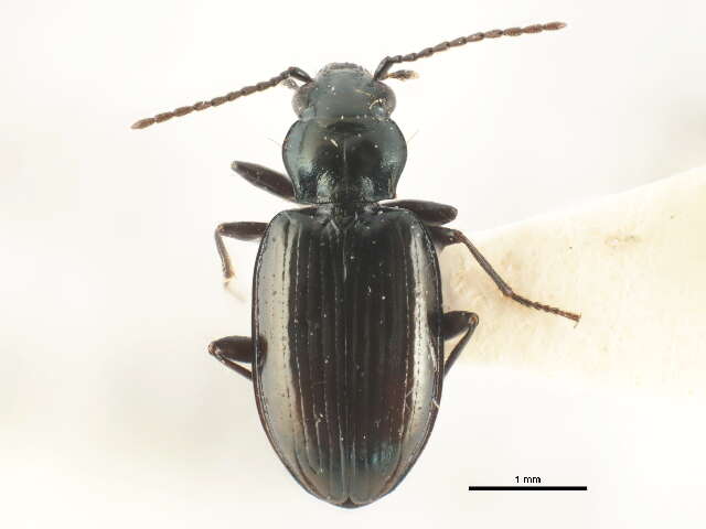 Image of Bembidion (Plataphus) farrarae Hatch 1950