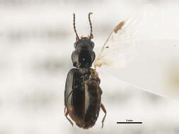 Plancia ëd Bembidion (Trepanedoris) fortestriatum (Motschulsky 1845)