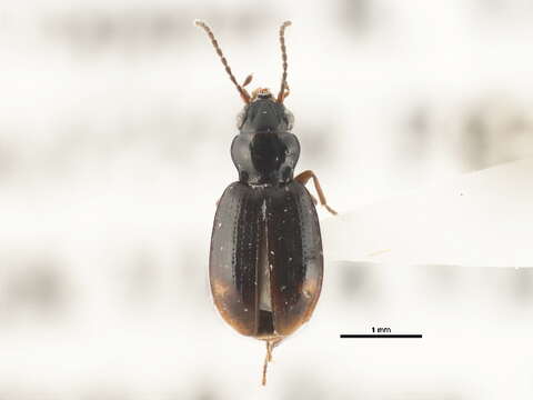 Plancia ëd Bembidion (Trepanedoris) fortestriatum (Motschulsky 1845)