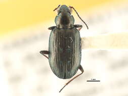 Image of Bembidion (Bracteon) foveum Motschulsky 1844