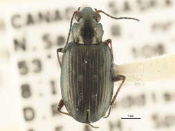 Image of Bembidion (Bracteon) foveum Motschulsky 1844