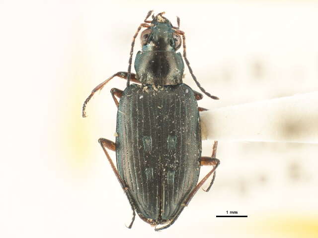 Image of Bembidion (Bracteon) foveum Motschulsky 1844