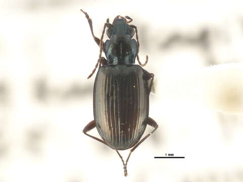 Bembidion (Plataphus) gebleri (Gebler 1833)的圖片