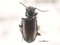 Bembidion (Plataphus) gebleri (Gebler 1833)的圖片