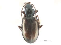 Bembidion (Plataphus) gebleri (Gebler 1833)的圖片