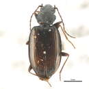 Image of Bembidion (Plataphus) gordoni Lindroth 1963