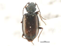 Image of Bembidion (Plataphus) gordoni Lindroth 1963