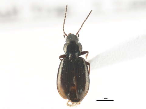 Imagem de Bembidion grapii Gyllenhal 1827