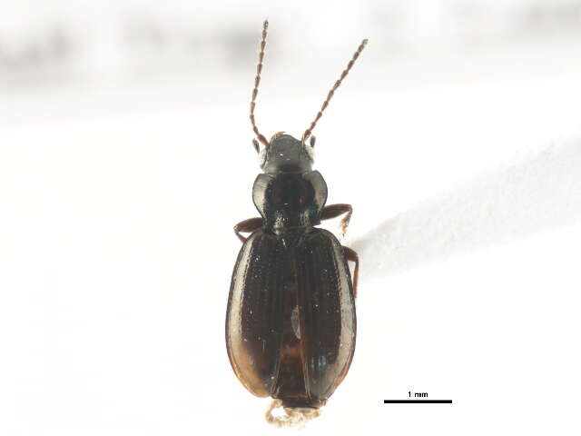 صورة Bembidion grapii Gyllenhal 1827