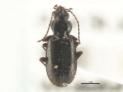 صورة Bembidion grapii Gyllenhal 1827