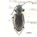 Image of Bembidion (Plataphus) haruspex Casey 1918