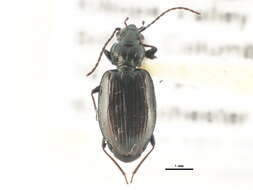 Image of Bembidion (Plataphus) haruspex Casey 1918