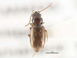 Bembidion (Furcacampa) impotens Casey 1918的圖片