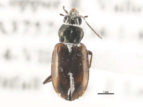 صورة Bembidion (Eupetedromus) incrematum Le Conte 1860