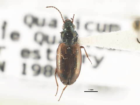 Image of Bembidion (Notaphus) indistinctum Dejean 1831