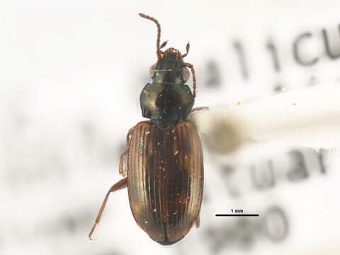 Image of Bembidion (Notaphus) indistinctum Dejean 1831