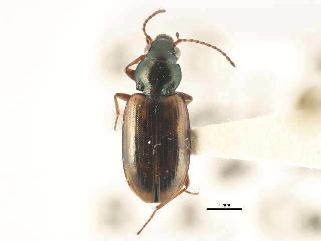 Image of Bembidion (Notaphus) indistinctum Dejean 1831