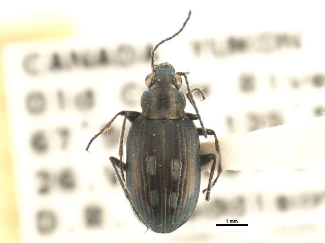 Bembidion (Bracteon) lapponicum Zetterstedt 1828的圖片