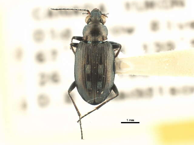 Bembidion (Bracteon) lapponicum Zetterstedt 1828的圖片