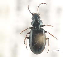 Image of Bembidion (Peryphidium) nebraskense Le Conte 1863